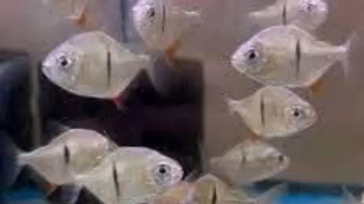 Demam Ikan Koin Amazon Serbu Surabaya