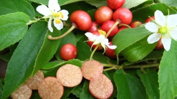 Buah Kersen, Tanaman Liar Kaya Manfaat