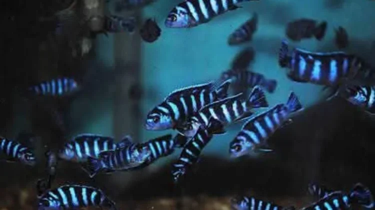 Memikat Hobiis, Ikan Hias Chindongo demasoni Semakin Digemari Pecinta Akuarium