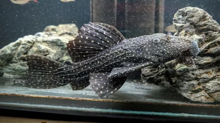 Menjelajahi Pesona Ikan Hias Eksotik Pseudacanthicus sp. L97: Tantangan & Keindahan