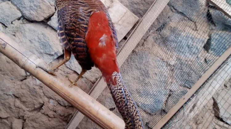 Demam Golden Pheasant Kian Digemari Surabaya