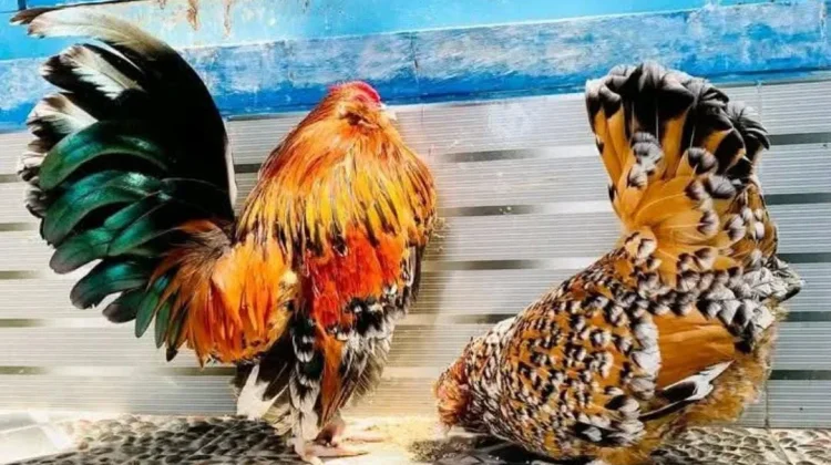 Ayam Janggut Belgia Makin Diburu Penghobi