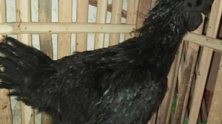 Pesona Hitam Legam Ayam Cemani, Jadi Primadona Hobi di Pasar Surabaya