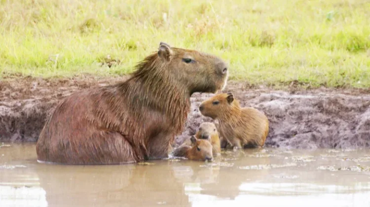 Benarkah Capybara Aman dari Buaya?