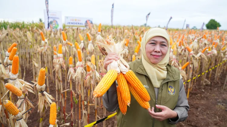 Jatim sebagai Produsen Jagung Terbesar secara Nasional