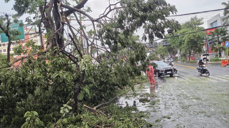 Hujan Deras Sejumlah Pohon di Jalan Surabaya Tumbang