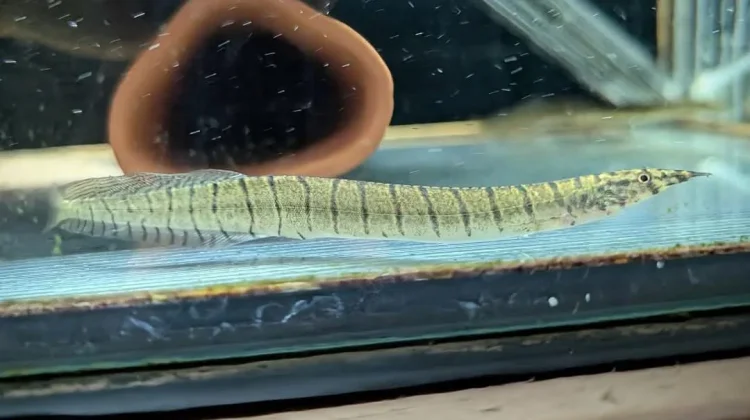 Mengenal Hobi Memelihara Belut Duri Merak, Primadona Baru Pecinta Ikan Hias