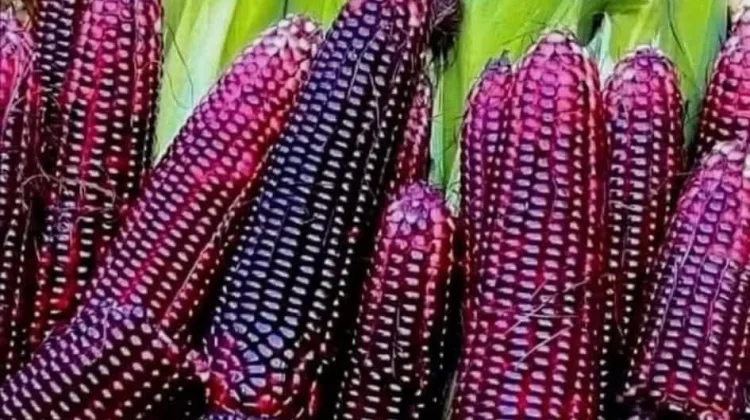 Jagung Merah yang Kaya Manfaat Bagi Kesehatan