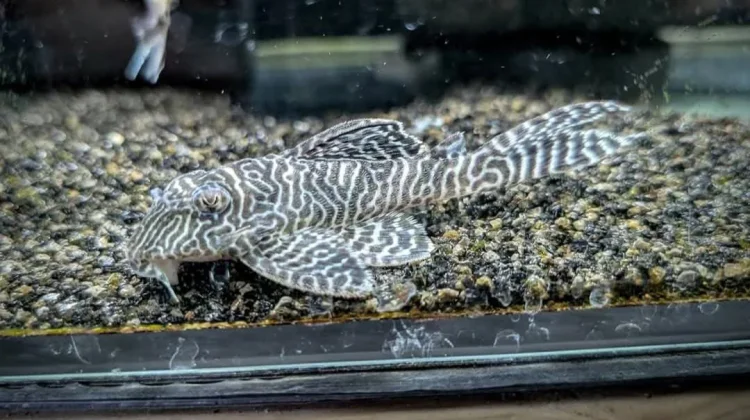 Pesona Ikan Sapu-Sapu Zebra, Hobi Unik Pecinta Akuarium