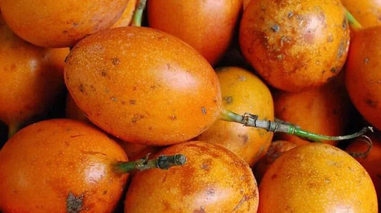Markisa Konyal Asli Bedugul, Kaya Rasa & Manfaat
