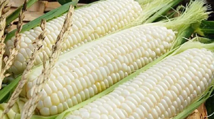 Jagung Ketan Organik, Potensi Pangan Sehat yang Bernilai Ekonomi Tinggi