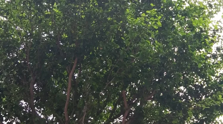 Dibalik Daun Diam saat Idulfitri