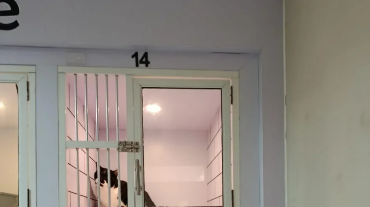 Mudik atau Pet Hotel? Berikut Pertimbangan Ilmiah Bagi Pemilik Kucing
