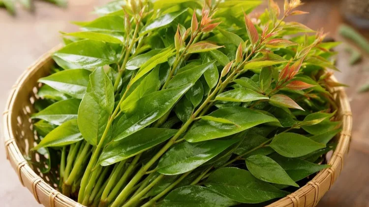 Manfaat Tersembunyi Pucuk Daun Belimbing Wuluh Bagi Kesehatan