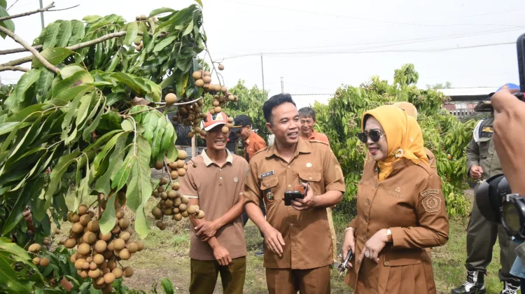 Wabup Sidoarjo Dorong Wisata Petik Klengkeng Produktif