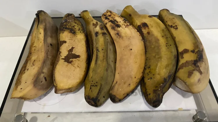 Pisang Kepok Kian Diburu, Jadi Rahasia Cuan UMKM Kuliner