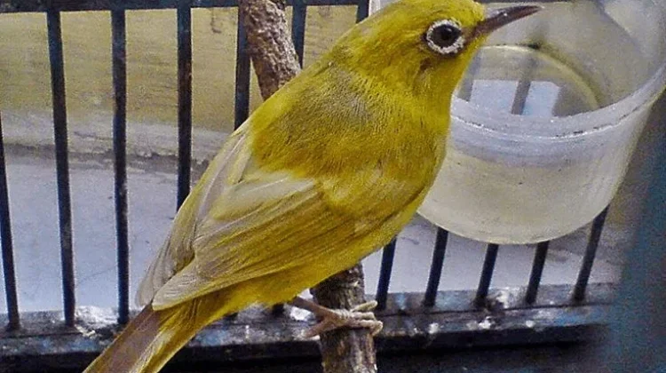 Pleci dan Pagi Hari,Harmoni Kecil yang Dicari Para Penghobi