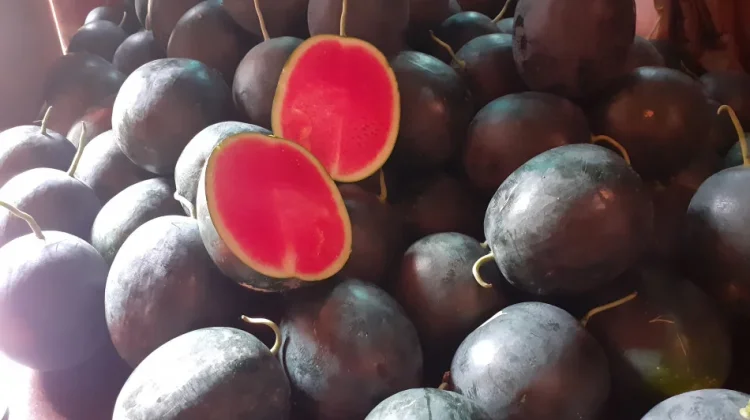 Semangka Baby Black Sweet, Si Buah Premium