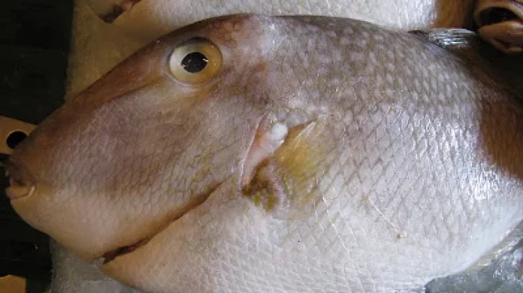 Ikan Papakulu, Unik dengan Rasa Gurih Khas Nusantara
