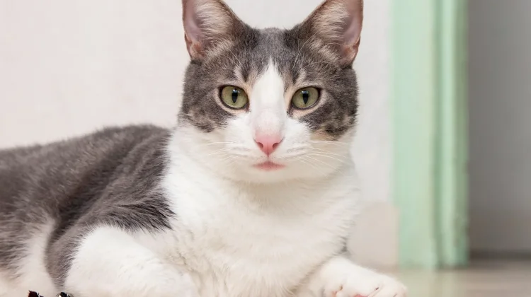 Makna Perilaku Kucing Penting Dipahami Para Pemilik