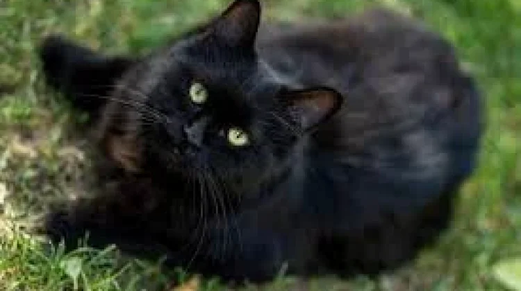Mitos Kucing Hitam Bawa Sial, Benarkah?