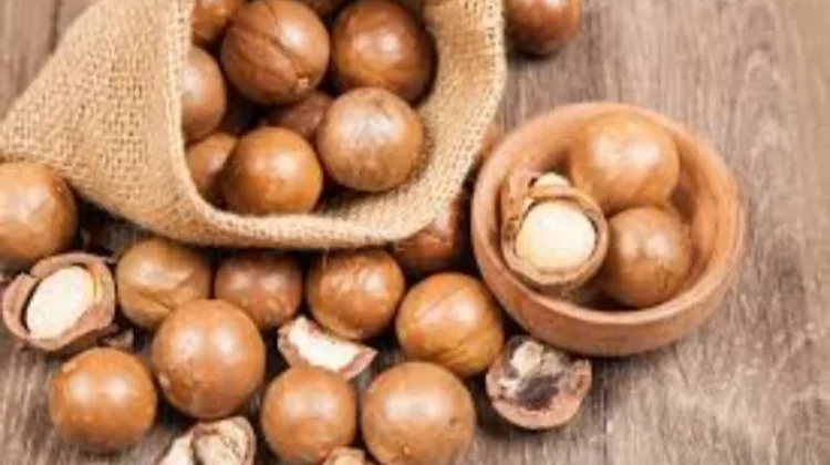 Makadamia Jadi Kacang Termahal Dunia Ini Alasannya