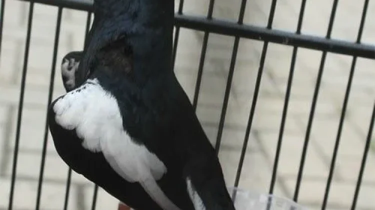 Kicauan Merdu Burung Kacer, Hobi yang Membawa Ketenangan