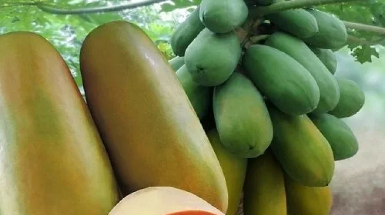 Pepaya Haka : Varietas Premium Asal Malaysia