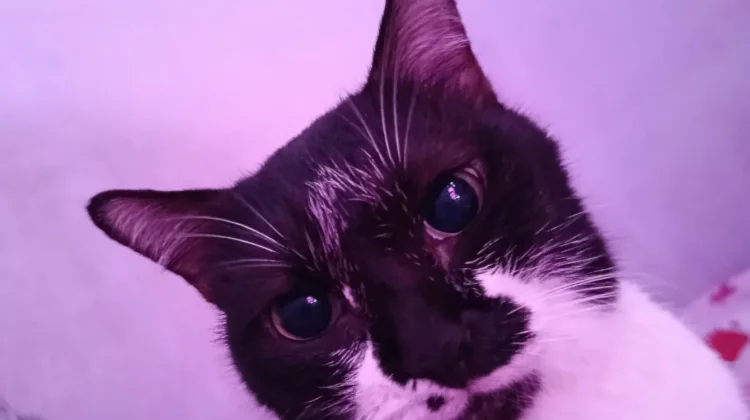 Bermain bersama Kucing, Cara Sederhana Orang Dewasa Jaga Kesehatan Mental