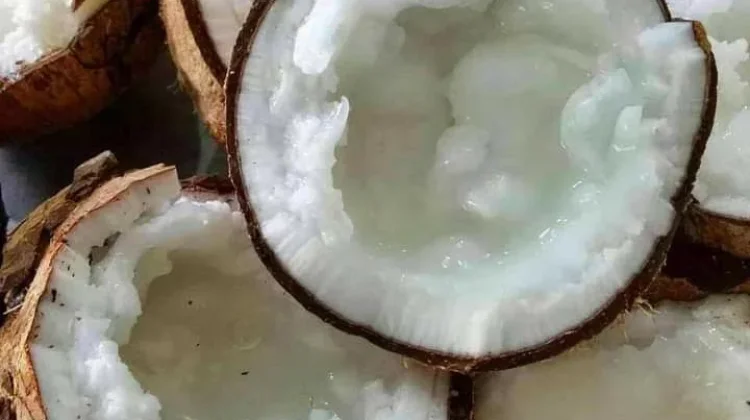 Kelapa Kopyor Klakah Lumajang