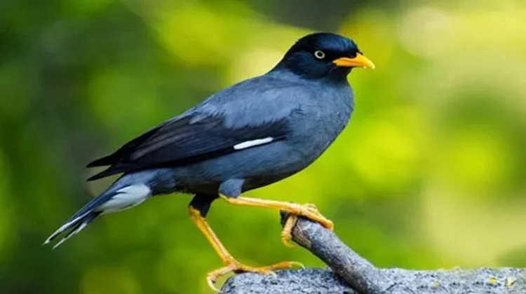 Jalak Kebo, Burung Cerdas yang Kian Digemari Penghobi