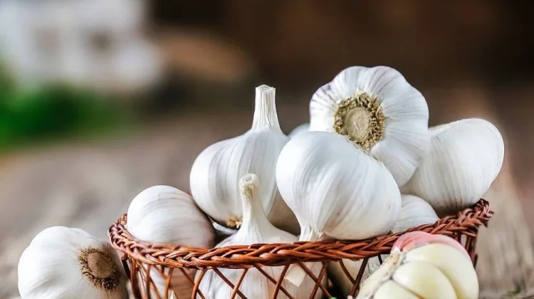 Manfaat Bawang Putih Bantu Turunkan Kolesterol Alami