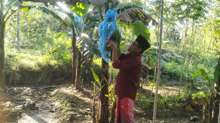 Sulap Lahan Terbengkalai, Pemuda Sampang Panen Pisang