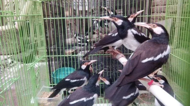 Pesona Jalak Suren, Hobi Memelihara Burung Kicau yang Kian Diminati