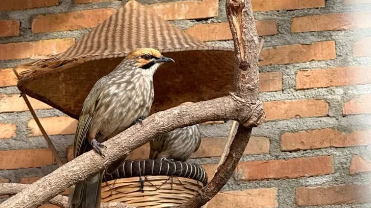 Cucak Rowo, Hobi Memelihara Burung Kicau Bernilai Prestise dan Ekonomi