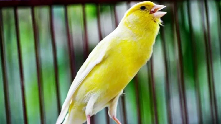 Tips Perawatan dan Melatih Burung Kenari Siap Tampil di Lomba