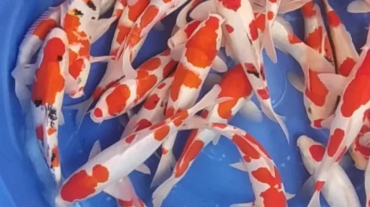 Merawat dan Melatih Ikan Koi Siap Tampil di Ajang Lomba