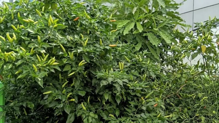 Tanaman Cabai Rawit Subur Hiasi Sisi Gedung RRI Surabaya