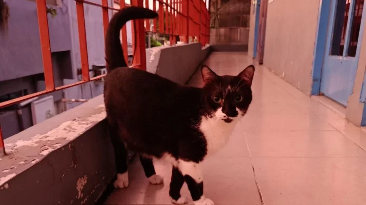 Fakta Unik Kucing Tuksedo, Si Hitam Putih yang Elegan dan Penuh Kejutan