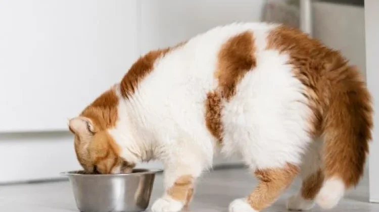 Tips Pemberian Dry Food dan Wet Food untuk Kucing bagi Pemilik Hewan