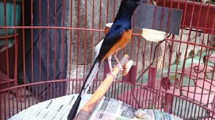 Merawat Bakat Sang Kicau: Cara Membentuk Murai Batu Jadi Jawara