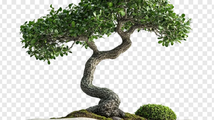 Karakteristik Tanaman Bonsai Serut, Manfaat serta Teknik Perawatan