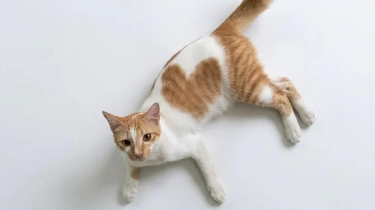 Tips Memelihara Kucing di dalam Kost, Idealnya Berapa Ekor?