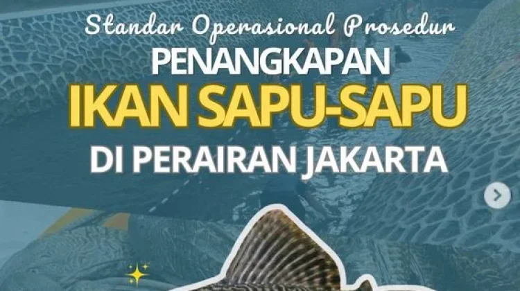 Ikan Sapu-Sapu, Si Hitam yang Viral serta Dampaknya Bagi Lingkungan