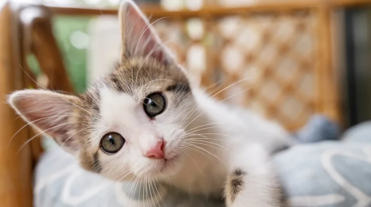 Fakta Unik Kumis Kucing dan Fungsinya