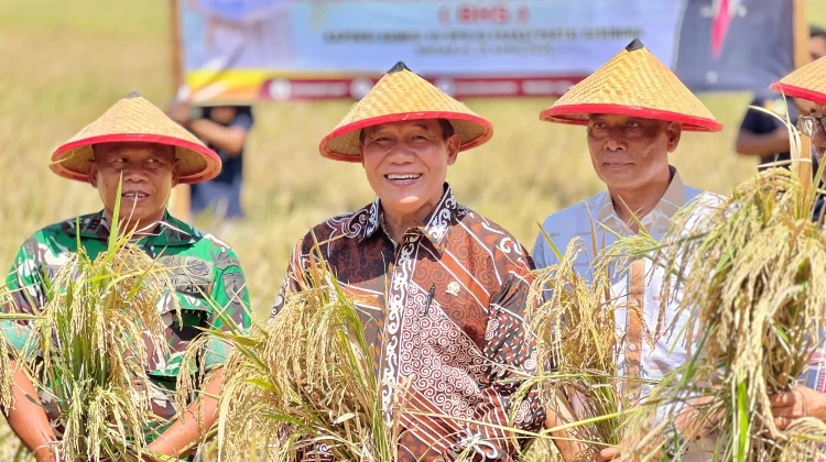 Petani Sidoarjo Nikmati Harga Gabah Capai Rp7500