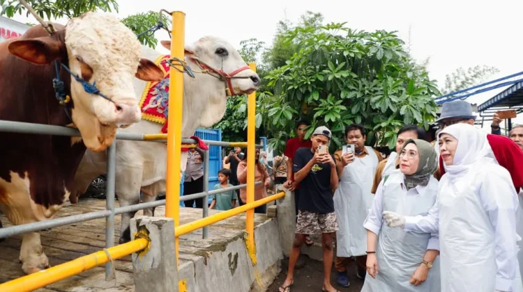 Gubernur Khofifah Pastikan Jumlah Hewan Qurban Surplus dan Sehat