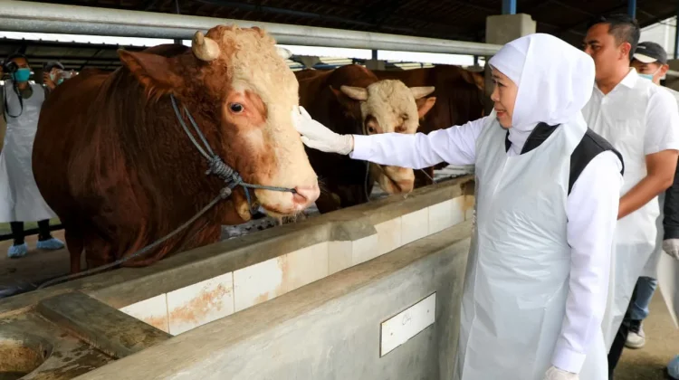 Jatim Siapkan 1.997 Juleha Bersertifikat jelang Kurban