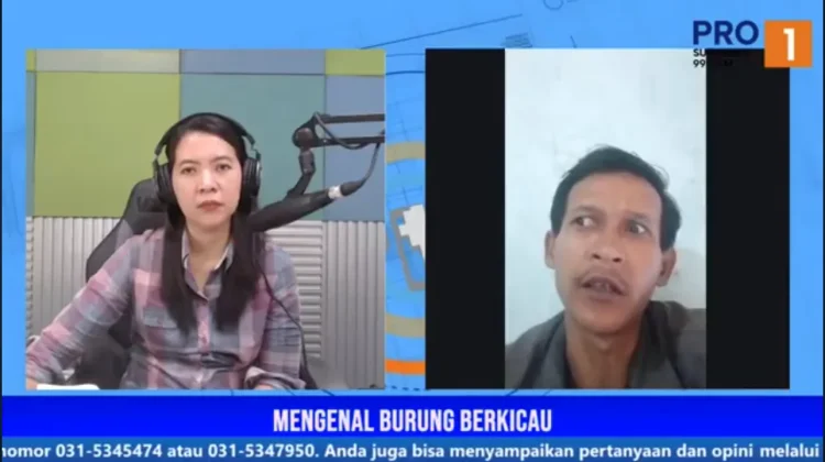 Bisnis Burung Kicau, Murai Kian Langka