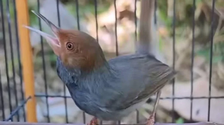 Perenjak Jawa, Si Kecil Lincah yang Kian Digemari Pecinta Burung Rumahan